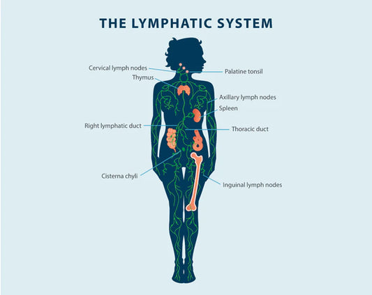 The llymphatic system